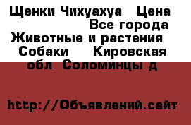 Щенки Чихуахуа › Цена ­ 12000-15000 - Все города Животные и растения » Собаки   . Кировская обл.,Соломинцы д.